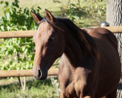 Zuchtstute Girly Blue HS (Oldenburger Springpferd, 2017, von Action Blue)