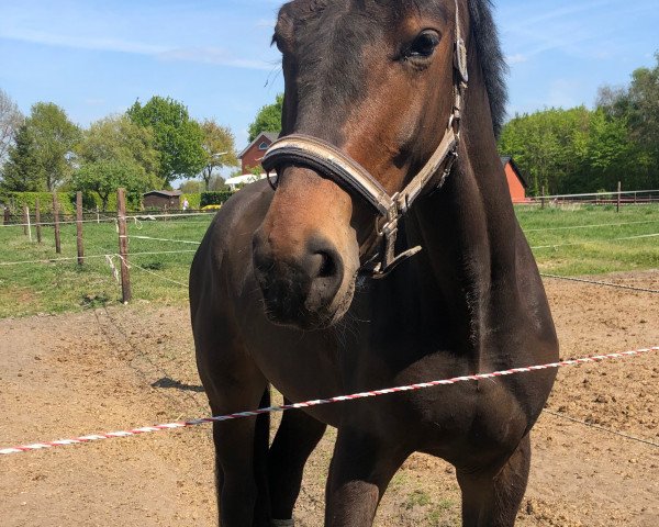 dressage horse Broadways Ballet (Westphalian, 2017, from Ballettmeister)