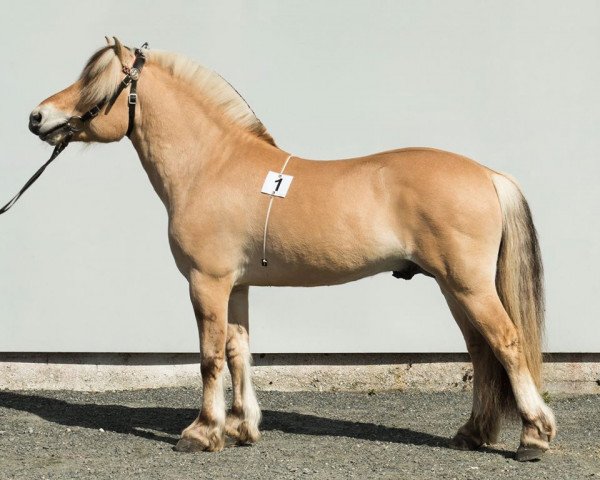 stallion Opdals Ask (Fjord Horse, 2010, from Merinas Emil)