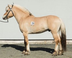 horse Vesle Ry Gut (Fjord Horse, 2014, from Rønning Gubben)