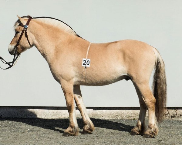 Pferd Nigard Guten (Fjordpferd, 2014, von Rønning Gubben)