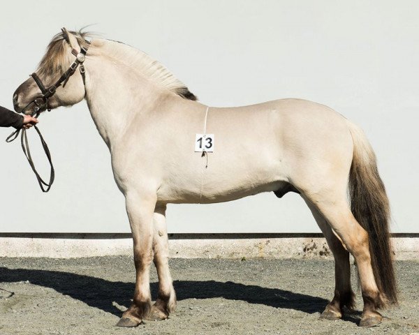 horse Herr Hofsvang (Fjord Horse, 2014, from Gråggi)