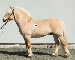 horse Nordbustad Håkon (Fjord Horse, 2013, from Rudsmo Råssar 13 F)