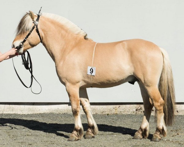 stallion Gorm Vårby (Fjord Horse, 2013, from Optimist Halsnæs)