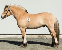 stallion Bråtens Bråfin (Fjord Horse, 2013, from Fløgstad Odin)