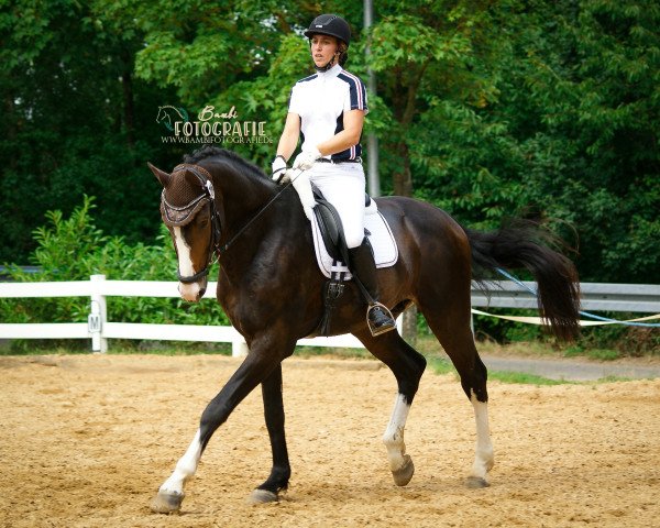 dressage horse Escolovar (Rhinelander, 2014, from Escolar)