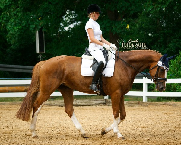 dressage horse Fürstin Ramona (Hanoverian, 2014, from Fürst Romancier)