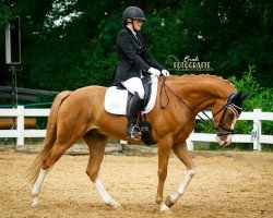 dressage horse Veenstra's Jack White (Nederlands Welsh Ridepony, 2014, from Desperado)