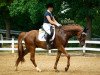 dressage horse Brisbane's Bodyguard (Westphalian, 2014, from Brisbane)