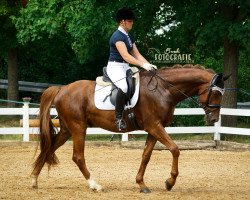 dressage horse Brisbane's Bodyguard (Westphalian, 2014, from Brisbane)