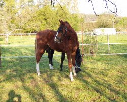 jumper Hicks (Hanoverian, 2019, from Hickstead White)