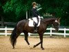 dressage horse Siena (Württemberger, 2013, from Sir Sandro)