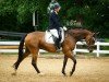 dressage horse Fräulein Rike (German Sport Horse, 2014, from Rock Forever NRW)