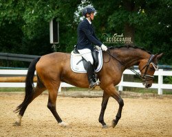 dressage horse Fräulein Rike (German Sport Horse, 2014, from Rock Forever NRW)