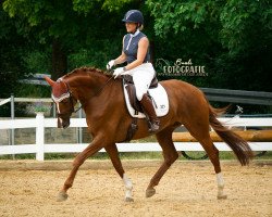 dressage horse Fayola 19 (Hanoverian, 2014, from Fürst Nymphenburg)