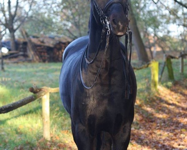 stallion Sir Alfred (Oldenburg, 2002, from Sandro Hit)