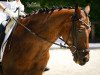 dressage horse Gigi 83 (German Riding Pony, 2005, from Going East)