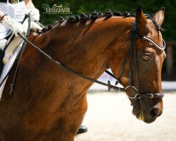 dressage horse Gigi 83 (German Riding Pony, 2005, from Going East)