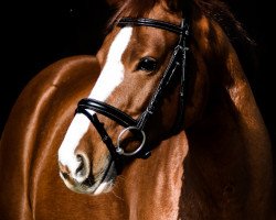 dressage horse Lucky Flitzer (Hanoverian, 2011, from Lamberk)