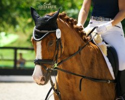 dressage horse Luke Skywalker 58 (Zweibrücken, 2007, from Loriot H 3)