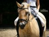 dressage horse Oleg (Fjord Horse, 2005, from Ohlsen)