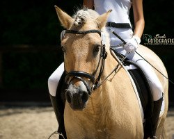 dressage horse Oleg (Fjord Horse, 2005, from Ohlsen)