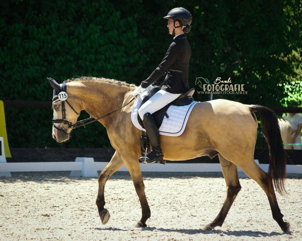 dressage horse Der Kleine Donner 3 (German Riding Pony, 2011, from Buschhof)