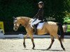 dressage horse Der Kleine Donner 3 (German Riding Pony, 2011, from Buschhof)