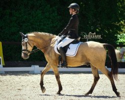 dressage horse Der Kleine Donner 3 (German Riding Pony, 2011, from Buschhof)