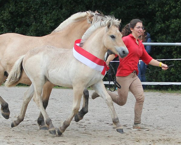 Pferd Smudo (Fjordpferd, 2021, von Fjordbækken’s Sidan)