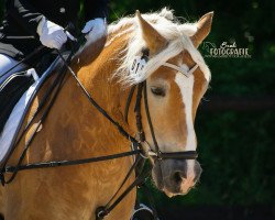 dressage horse Aragon 475 (Haflinger, 2006, from Anthony)