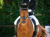 dressage horse Don Diamond 5 (Hanoverian, 2008, from Don Frederico)