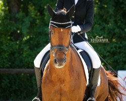 dressage horse Don Diamond 5 (Hanoverian, 2008, from Don Frederico)