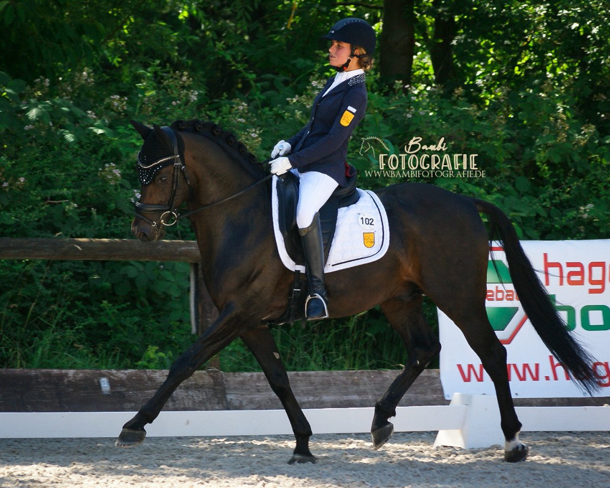 stallion D-Day AT (German Riding Pony, 2010, from Dance Star AT NRW)