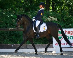 stallion D-Day AT (German Riding Pony, 2010, from Dance Star AT)