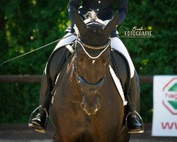 dressage horse Viktoria WS (Hanoverian, 2013, from Viscount 22)