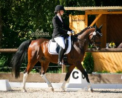 dressage horse Spirit 239 (Pinto / Small Riding Horse, 2004, from Taffy's Snowdown)