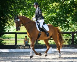 dressage horse Karle 5 (Württemberger, 2006, from Köpenick)