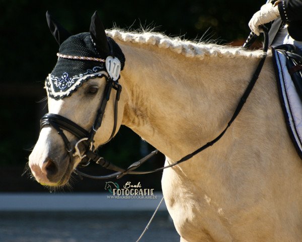 dressage horse Hykeham's Siegfried (German Riding Pony, 2012, from Spring Star's Spirit)