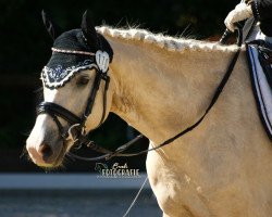 dressage horse Hykeham's Siegfried (German Riding Pony, 2012, from Spring Star's Spirit)