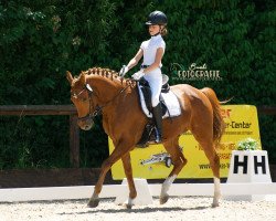 dressage horse Der kleine Prinz Lucky (German Riding Pony, 2010, from Dream of Lord)