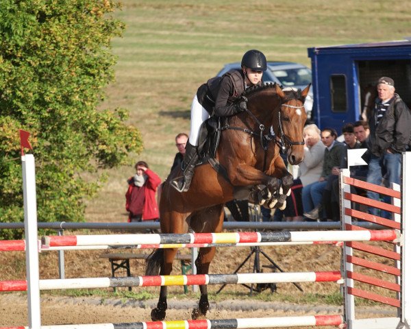 jumper Liquido (German Sport Horse, 2010, from Auheim's La Quitol)