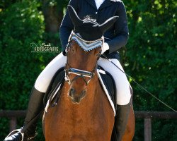 dressage horse Barista (Oldenburg, 2007, from World of Dreams)