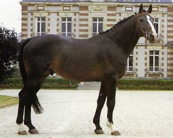 stallion In Chala A (Selle Français, 1974, from Pot d'Or xx)