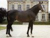 stallion In Chala A (Selle Français, 1974, from Pot d'Or xx)