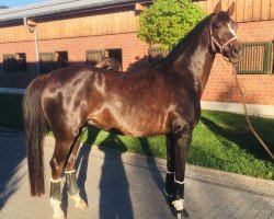 dressage horse Lucy Lou S (Hanoverian, 2015, from Livaldon)