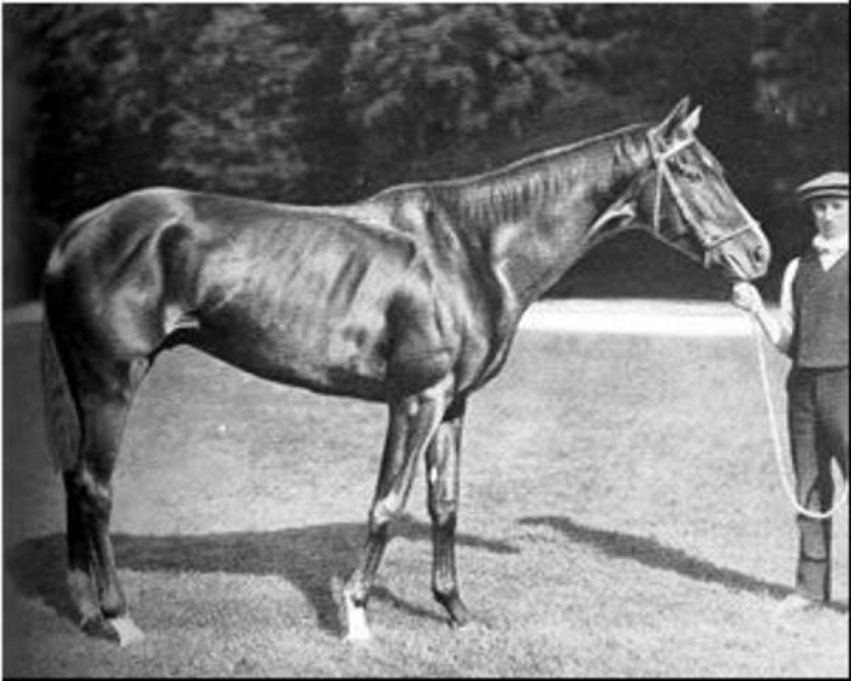 Deckhengst Combourg xx (Englisches Vollblut, 1908, von Bay Ronald xx)