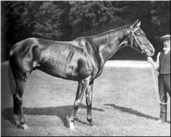 stallion Combourg xx (Thoroughbred, 1908, from Bay Ronald xx)