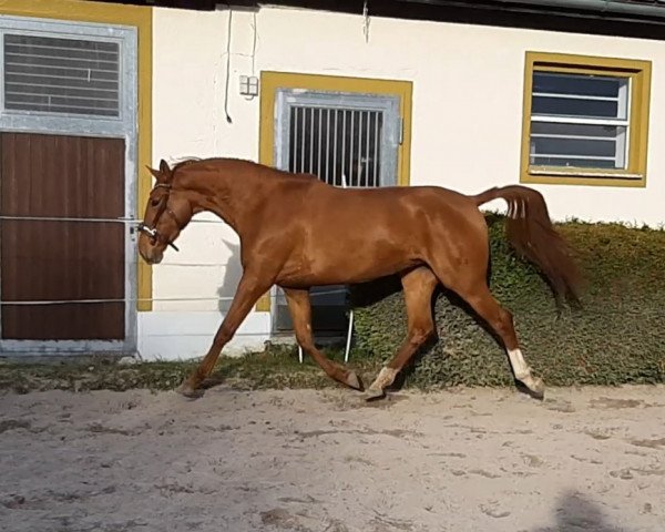 dressage horse Princesse de ma vie (Hanoverian, 2016, from Le Vivaldi)