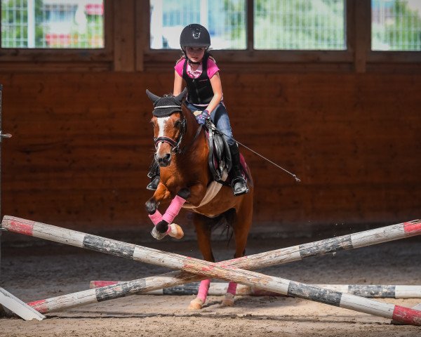 dressage horse At Last (New Forest Pony, 1997, from Peveril Peterson)